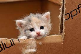The plastic is nice and crunchy and makes a good aid for teething, as well. When Do Kittens Open Their Eyes Petset Com