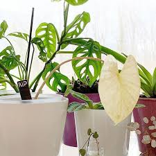 Faire Germer Un Noyau De Mangue Noyau Mangue Jardinage En Pots Terrarium Pour Plantes Grasses