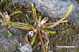 Image result for Limosella