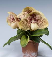 Image result for Exochaenium oliganthum