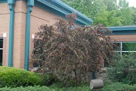 Check spelling or type a new query. Prunus Persica Nectarine Peach North Carolina Extension Gardener Plant Toolbox