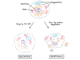 Maybe you would like to learn more about one of these? Apoptosis Article Developmental Biology Khan Academy
