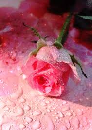 Log in to save gifs you like, get a customized gif feed, or follow interesting gif creators. Flower Gif Icegif
