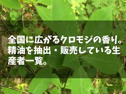 森の香りを取り出してみよう カラマツの葉っぱでアロマオイルを抽出してみたよ Forest People