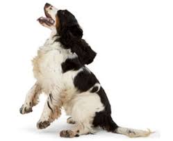 When do puppies ѕtаrt barking? Understand The Reasons Why Puppies Bark Hill S Pet