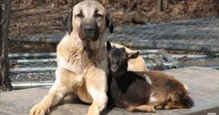 Turkish Kangal Dog Puppies Kangal Dog Large Dog Breeds Dogs