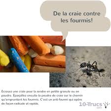 La Craie Un Anti Fourmi Efficace Avec Images Contre Les Fourmis Fourmis Eloigner Les Fourmis