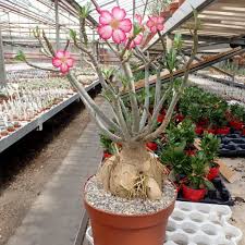 Image result for Adenium multiflorum