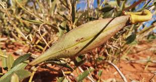 Image result for Orthanthera jasminiflora