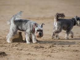 Jun 13, 2021 · the san francisco giants legend and his sister cheryl dugan entered his miniature schnauzer named rocky in the westminster kennel club dog show over the weekend. Kansas Jayhawk Notebook Kansas Adds New Walkons Rock Chalk Talk
