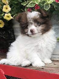 Coco Pomapoo Puppy Puppyspot Puppies Pomapoo Cute Dogs