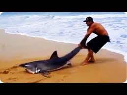 Mar 22, 2019 · a large, female great white shark pregnant with a record 14 pups was accidentally caught by fishers off the coast of taiwan and sold at a fish market on wednesday (march 20). Great White Shark Rescue On The Beach Youtube