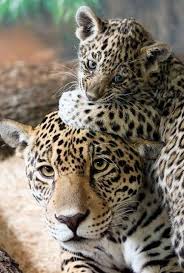 Leopar Anne Ile Yavru Buyuk Kediler Hayvanlar Evcil Hayvanlar
