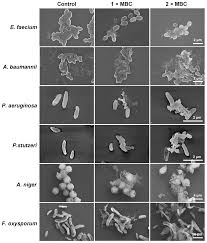 Image result for Peponium sp. A