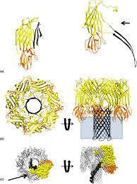 Image result for Vernonia fractiflexa