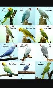 Pin On Birds