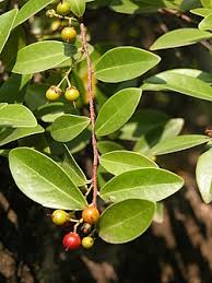 Image result for Scolopia