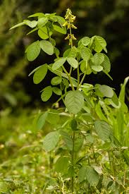 Image result for Crotalaria pudica