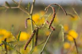 Image result for Aeschynomene cristata