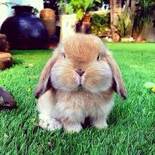 Animales Graciosos Bonitos Tiernos En Todas Sus Variedades Y Razas Con Comportamientos Y Gestos Que Nos Resultaran Familiares Bebes Animaux Animaux Mignons Et Animaux Beaux