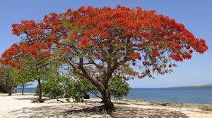 Maybe you would like to learn more about one of these? Garden Majestic Poincianas Hard To Miss The Courier Mail