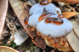 Maybe you would like to learn more about one of these? Bleeding Tooth Mushroom Photograph By Jc Findley