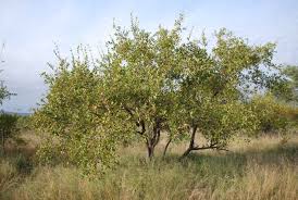 Image result for Combretum apiculatum