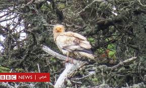 We did not find results for: The Egyptian Eagle What Is The Story Of The Rare Bird That Appeared In Britain After 150 Years Sawah Press
