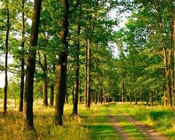 Изображение: Лес