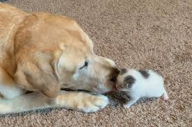Let's share those adorable pictures of puppies and kittens that always bring a smile to our face the pictures can be of just a puppy or puppies and kitten or kittens or those sweet pictures of the two together. This Elderly Lab Loves Raising His Stray Kitten Baby They Truly Love Each Other People Com