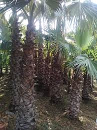 Dengan predator alami dan parasitoid. Palme Exsotic Siaran Facebook