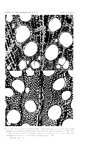 Image result for Paropsia brazzeana