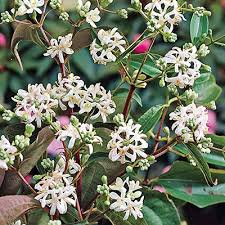 Excellent shade trees with sweetly scented flowers in spring and early in summer; Seven Son Flower Tree Direct Gardening