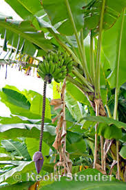 Image result for Musa acuminata