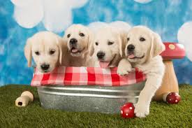 Are golden retrievers large or small breed? Queen City Goldens Home