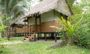 Image result for Manulea conferta