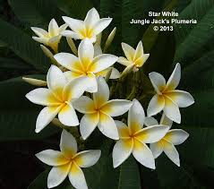 Star White Incredible Plumeria That Blooms On Nearly Every Tip Early In The Season With Inflos Lasting Nearly 3 Months Plumeria Frangipani Beautiful Flowers