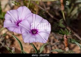 Image result for Ipomoea turbinata