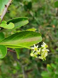 Image result for Gymnosporia