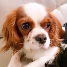 Check spelling or type a new query. Cavalier King Charles Spaniel What You Need To Know K9 Web