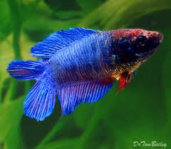 The delta betta has a tail that is roughly triangular in shape, narrow near the body and then flares out with a rounded. Aquariumfish Net