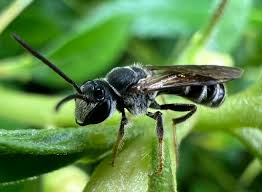 Image result for Lipotriche