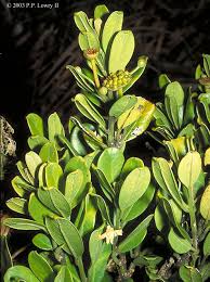 Image result for Monimiaceae