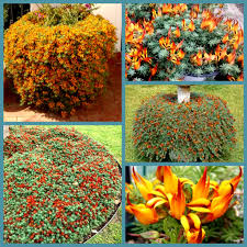 Image result for Lotus berthelotii