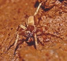 Image result for Vincetoxicum apiculatum