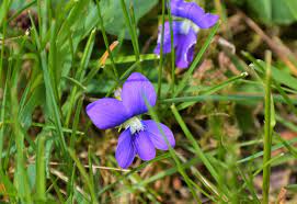 Check spelling or type a new query. Best Way To Remove Wild Violets