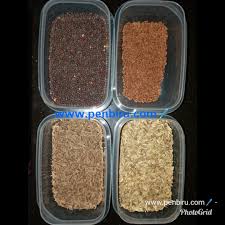 Update informasi harga jintan (jintem) hitam/putih per kilo untuk masak. Www Penbiru Com Tips Masakan Halba Campur