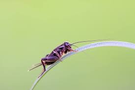 Your clothes, upholstery, tapestries, curtains, and furniture are some of the things they love to feed themselves on. Crickets Pest Control In Central Indiana Freedom Pest Control
