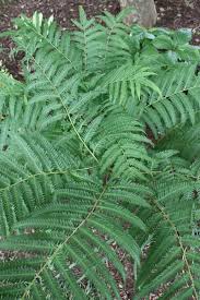 Image result for Pteris kivuensis