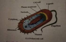 Check spelling or type a new query. Draw A Well Labelled Diagram Of Prokaryotic Cell Draw A Well Labelled Diagram Of Prokaryotic Cell Brainly In